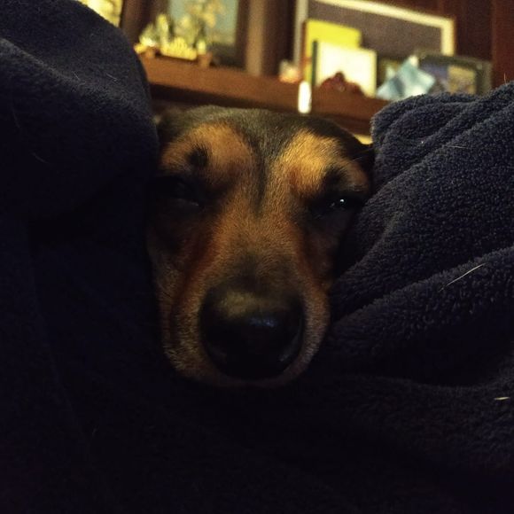 Meet your Posher, Katie - Picture 1 of 1